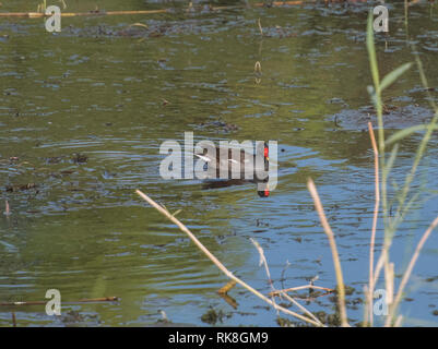 Common moorhen gallinula chloropus wild bird nuoto su masrh zone umide del fiume con lamelle di erba in primo piano e di riflessione Foto Stock