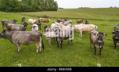 Vista aerea Bazadaise vacche e vitelli daisy nel prato, Gironde, Francia Foto Stock