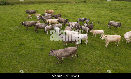 Vista aerea Bazadaise vacche e vitelli daisy nel prato, Gironde, Francia Foto Stock
