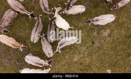 Vista aerea Bazadaise vacche e vitelli daisy nel prato, Gironde, Francia Foto Stock