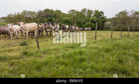 Vista aerea Bazadaise vacche e vitelli daisy nel prato, Gironde, Francia Foto Stock