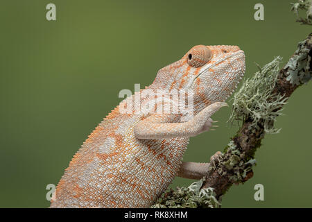 Una mezza lunghezza Ritratto di un camaleonte salendo su un ramo con un semplice sfondo verde Foto Stock