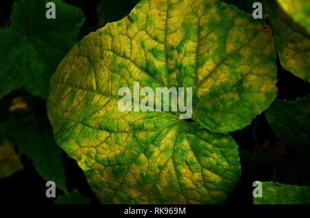 Ingiallito foglie di piante di cetriolo in autunno Foto Stock