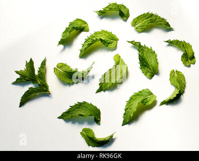 Foglie di menta fresca sul tavolo bianco Foto Stock