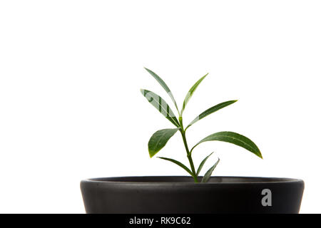 Verde di piante in vaso, alberi nel recipiente isolato su sfondo bianco Foto Stock