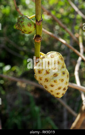 Il Noni frutto che cresce su un Morinda citrifolia albero in Bocas Del Toro, Panama Foto Stock