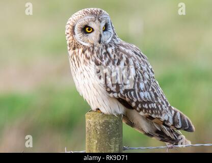 Breve Eared Owl appollaiato su un palo da recinzione a Bonby Foto Stock