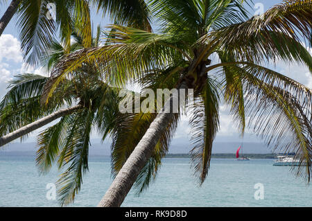 Palme proteso verso il mare con le barche in background - Bocas Del Drago, Isla Colon - Bocas Del Toro arcipelago, Panama Foto Stock