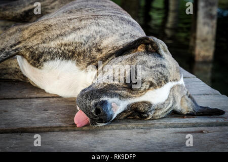 Cane pigro dormire con la sua linguetta appendere fuori su un vecchio jetty di Cristobal Island - Bocas Del Toro arcipelago, Panama Foto Stock