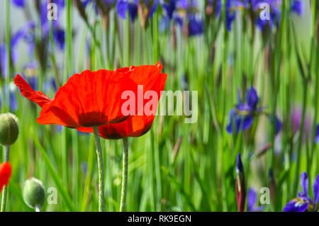Orientale rosso papavero (Papaver orientale) con iridi blu in background. Foto Stock
