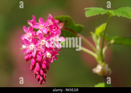 Cluster di rosa-fioritura di ribes (Ribes sanguineum glutinosum) fiori. Foto Stock