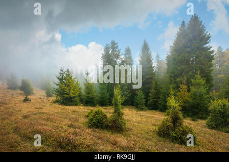 Pineta nella nebbia autunnale. alberi su un prato con erba spiovente. drammatico paesaggio naturale con splendido cielo molto nuvoloso Foto Stock