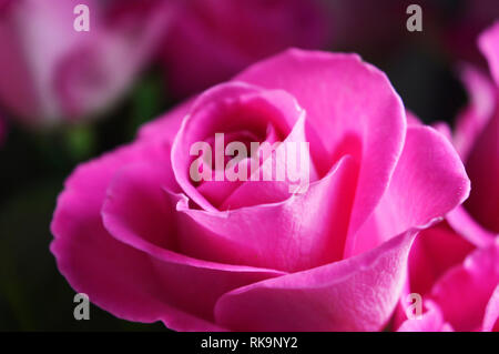 Una immagine di un mazzo di rose rosa Foto Stock