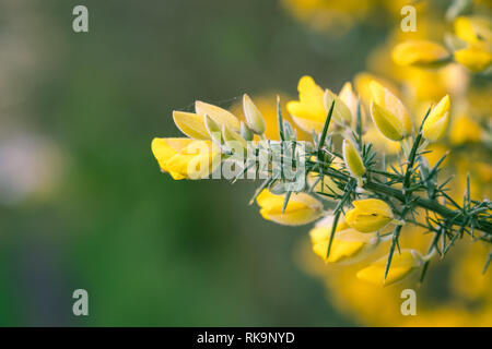 Fioritura giallo gorse fiori Foto Stock