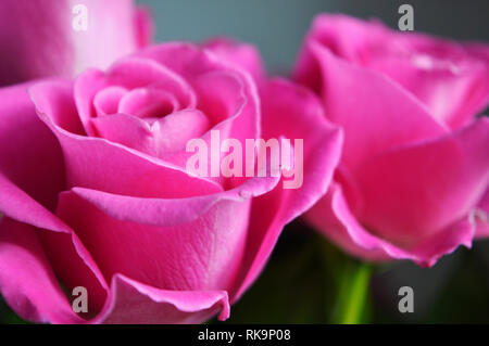 Una immagine di un mazzo di rose rosa Foto Stock