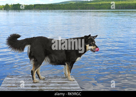 Lapponian herder (Lapinporokoira o carenza di Lapp renne cane o Lapsk Vallhund) è leccare su sfondo blu del lago. La Lapponia finlandese Foto Stock