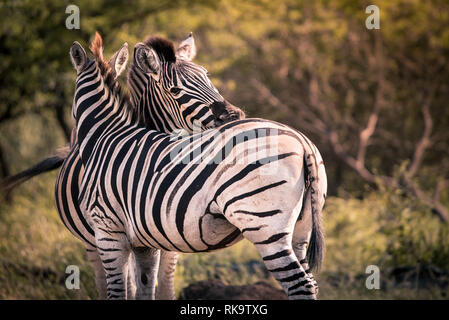 Due zebre nuzzle ogni altro in Umkhuze Game Reserve, Isimangaliso Wetland Park, Sud Africa Foto Stock