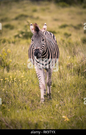 Un lone zebra passeggiate attraverso erba alta verso la telecamera in sponda occidentale riserva, Isimangaliso Wetland Park, Santa Lucia, Sud Africa Foto Stock