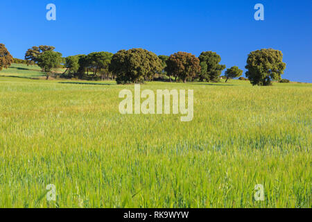 Lecci in un campo di cereali a Alpera, Albacete Castilla la Mancha, in Spagna Foto Stock