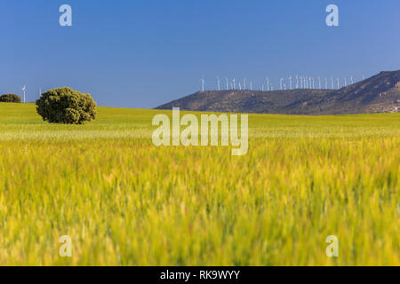 Lecci in un campo di cereali e mulini a vento in Alpera, Albacete Castilla la Mancha, in Spagna Foto Stock