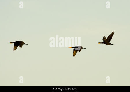 Cormorano Phalacrocorax carbo sinensis volare al di sopra Rietzer vedere (Lago Rietz), una riserva naturale vicino alla città di Brandeburgo nella Germania nord-orientale. Foto Stock