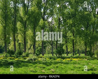 Bel prato con alberi a fiume Erft in Germania Foto Stock