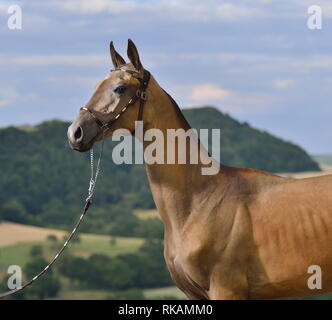 Golden daino Teke Akhal stallone in pelle mostra halter con catena in piedi in campo con colline erbose sullo sfondo. In orizzontale e verticale, Foto Stock