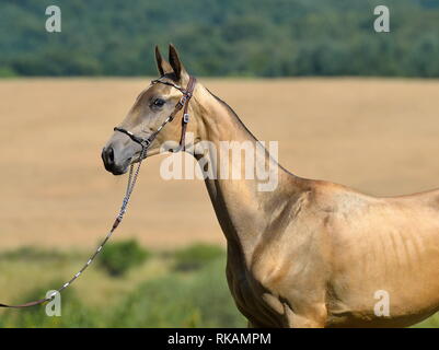 Golden daino Teke Akhal stallone in pelle mostra halter con catena in piedi nel campo di grano. Orizzontale, Verticale, vista laterale. Foto Stock