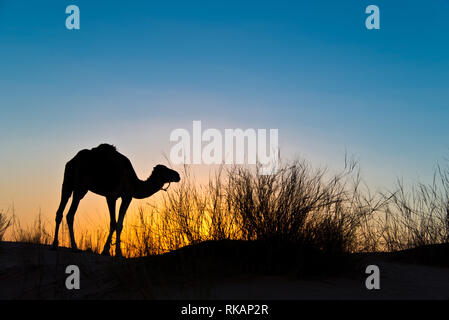 SIlhouette di un cammello al tramonto nel deserto del Sahara, sud della Tunisia Foto Stock