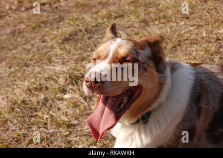 Border Collie ritratto Foto Stock