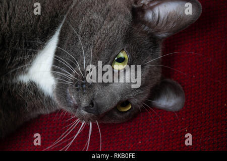 Grigio giocoso Gatto sdraiato lateralmente su un cuscino rosso Foto Stock