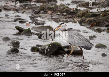 Heron mangiare mouse braccato proprio sulle rive del fiume Douro Foto Stock