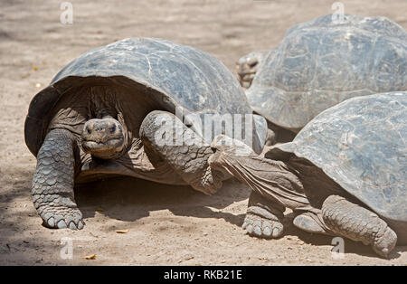 Il comportamento di accoppiamento maschio Galápagos tartaruga gigante (Chelonoidis nigra ssp) mordere una femmina, Isabela Island, Isole Galapagos, Ecuador Foto Stock