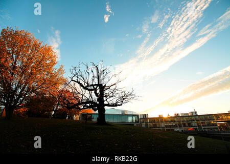 Collezione Autunno nel parco di Colchester, Regno Unito Foto Stock