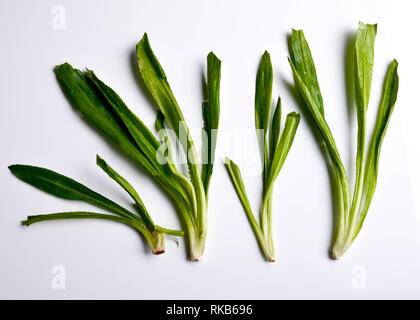Eryngium foetidum - Culantro (aka lungo il coriandolo, shadow beni, e l'ong gai) foglie su sfondo bianco Foto Stock