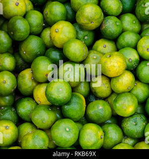 Shikuwasa - una piccola, aspro agrumi di Okinawa, in Giappone e a Taiwan Foto Stock