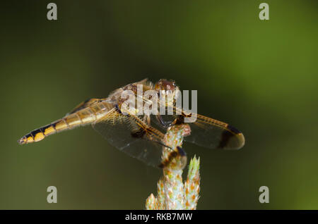 Dipinto di schiumarola Libellula semifasciata, femmina Foto Stock