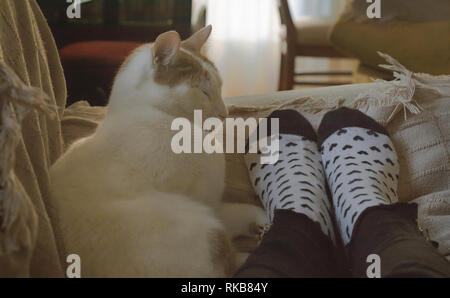 Adorabili gatto domestico dormire insieme da piedi umani con cuori calze su un divano Foto Stock