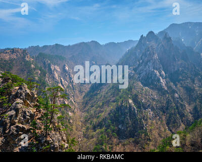 Pino e roccia , Seoraksan National Park, Corea del Sud Foto Stock