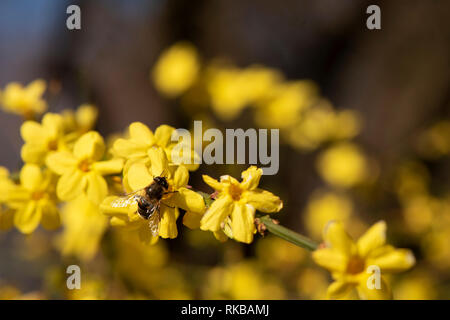 Bee seduto su un fiore di gelsomino. Gelsomino giallo con sfondo sfocato, fotografato close-up, full frame. Bee grandi e striato raccoglie il polline Foto Stock