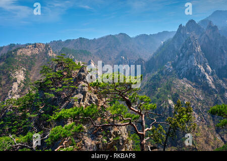 Pino e roccia , Seoraksan National Park, Corea del Sud Foto Stock