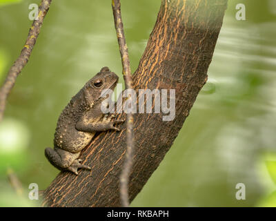 Asian il rospo comune, nero-spined toad, Duttaphrynus melanostictus seduta su albero Foto Stock