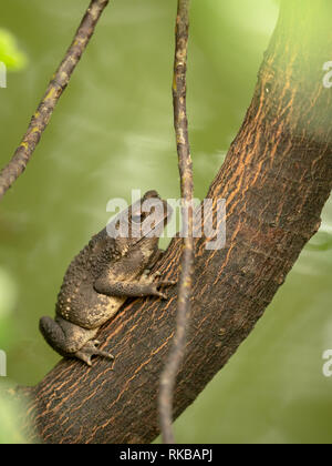 Asian il rospo comune, nero-spined toad, Duttaphrynus melanostictus seduto su albero. Verticale. Foto Stock