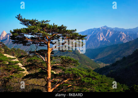 Albero in Seoraksan National Park, Corea del Sud Foto Stock