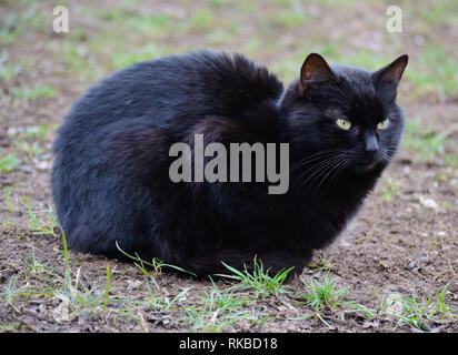 Gatto nero seduto a terra Foto Stock
