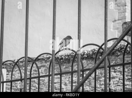 Bird su una parete in Inghilterra Foto Stock