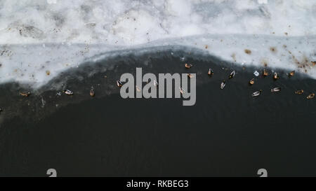 Anatre sedersi sul ghiaccio e nuotare nel fiume Foto Stock