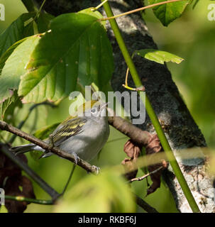 Un castagno facciate trillo (Setophaga pensylvanica) in caduta del piumaggio la caccia di insetti in un albero durante la migrazione di caduta Foto Stock
