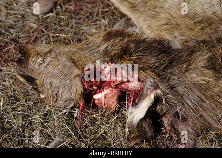 Elk vitello ucciso da lupo Foto Stock