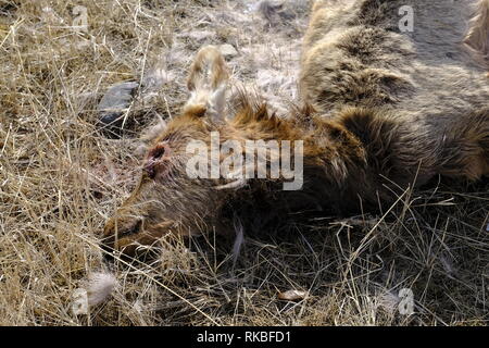 Elk vitello ucciso da lupo Foto Stock